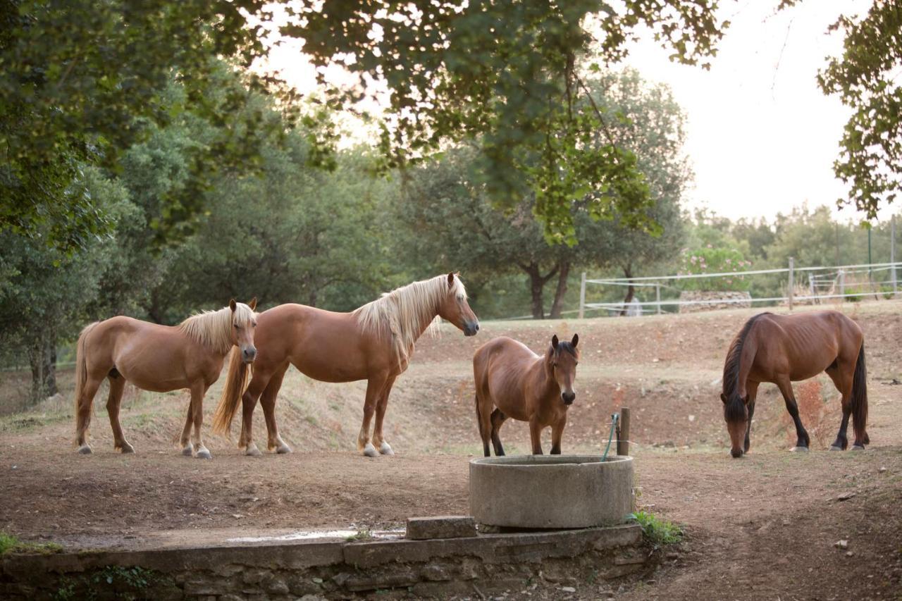 Agriturismo Podere Poggiarone Rapolano Terme Esterno foto